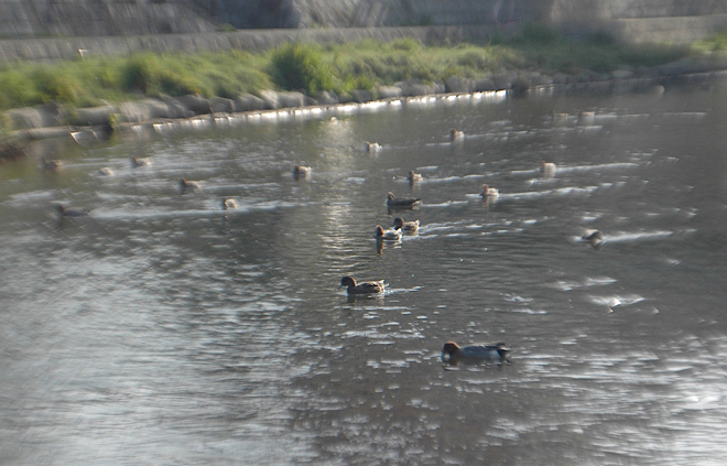 DSC_0219.JPG