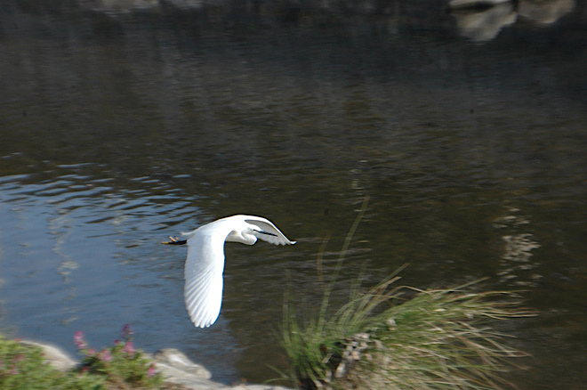 DSC_0256.JPG