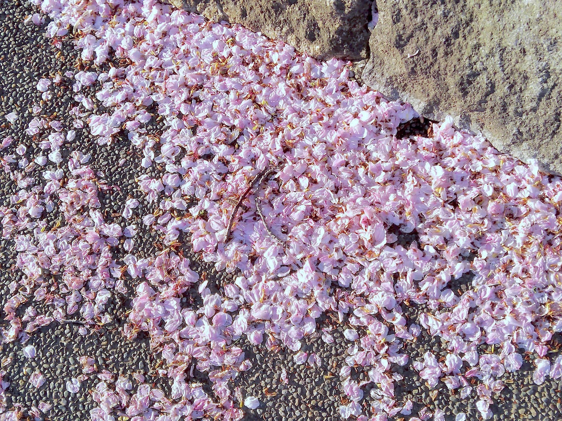 ご近所の桜 LoFi レンズで行こう!