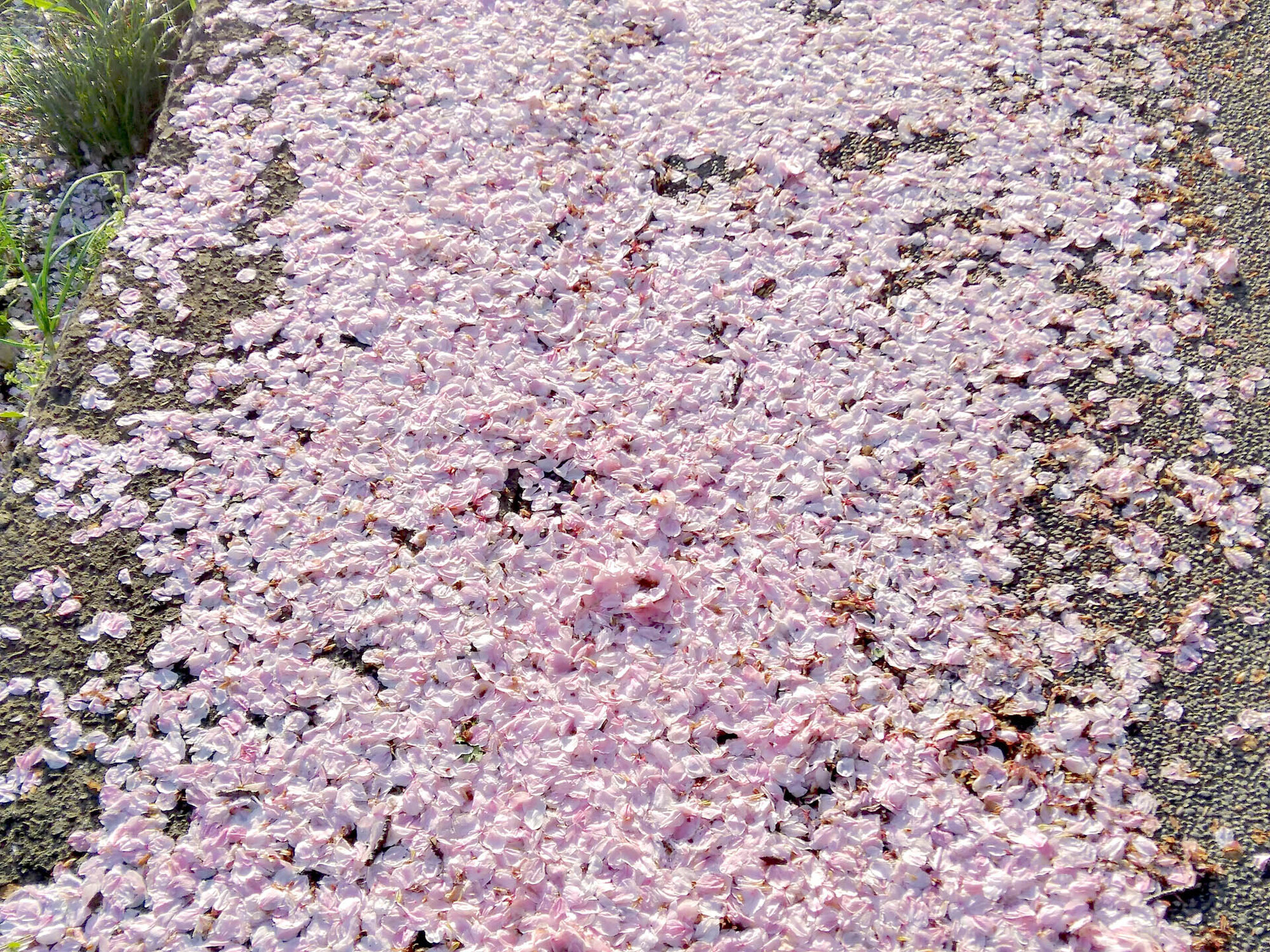 ご近所の桜 LoFi レンズで行こう!