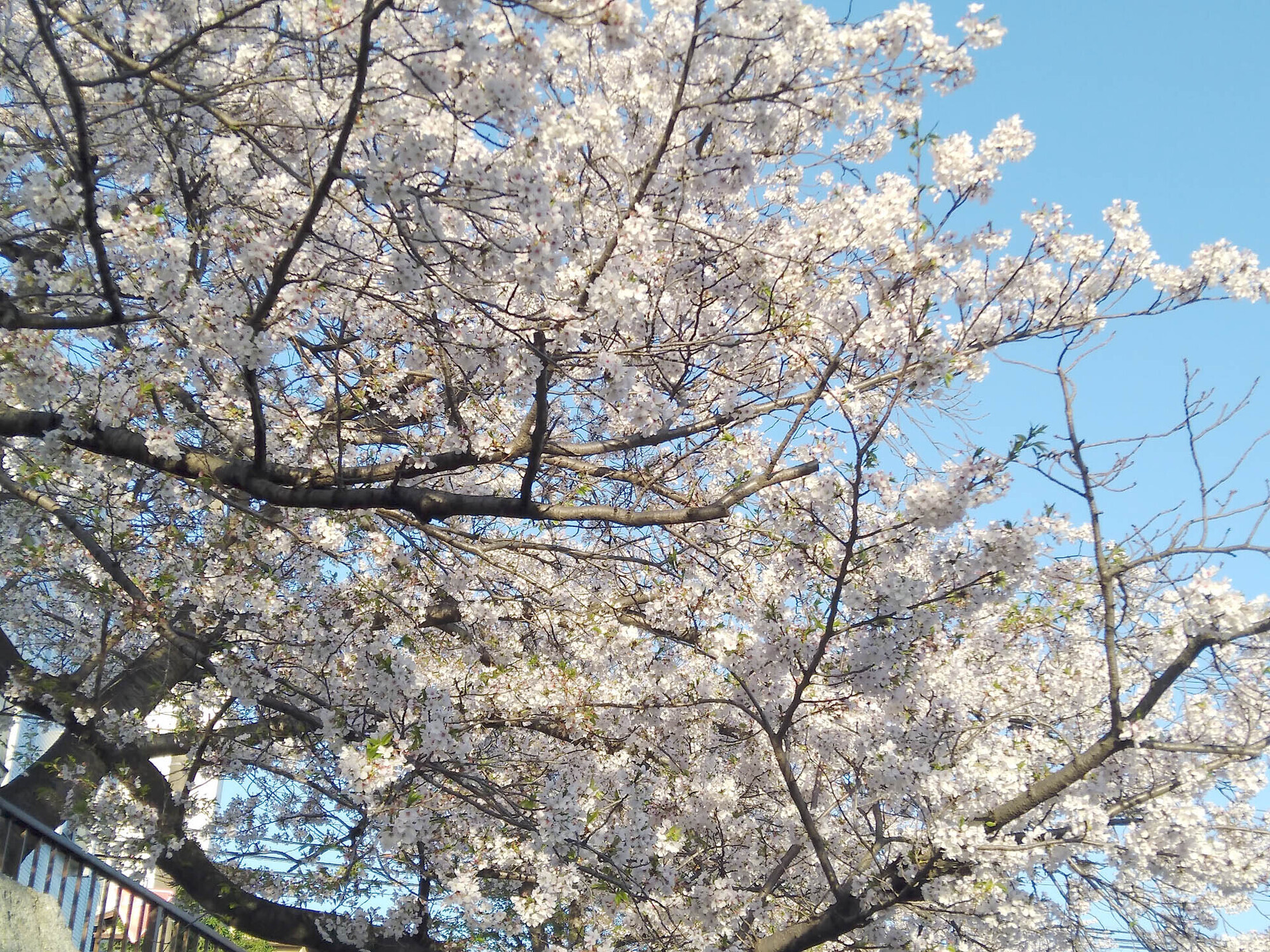 ご近所の桜 LoFi レンズで行こう!