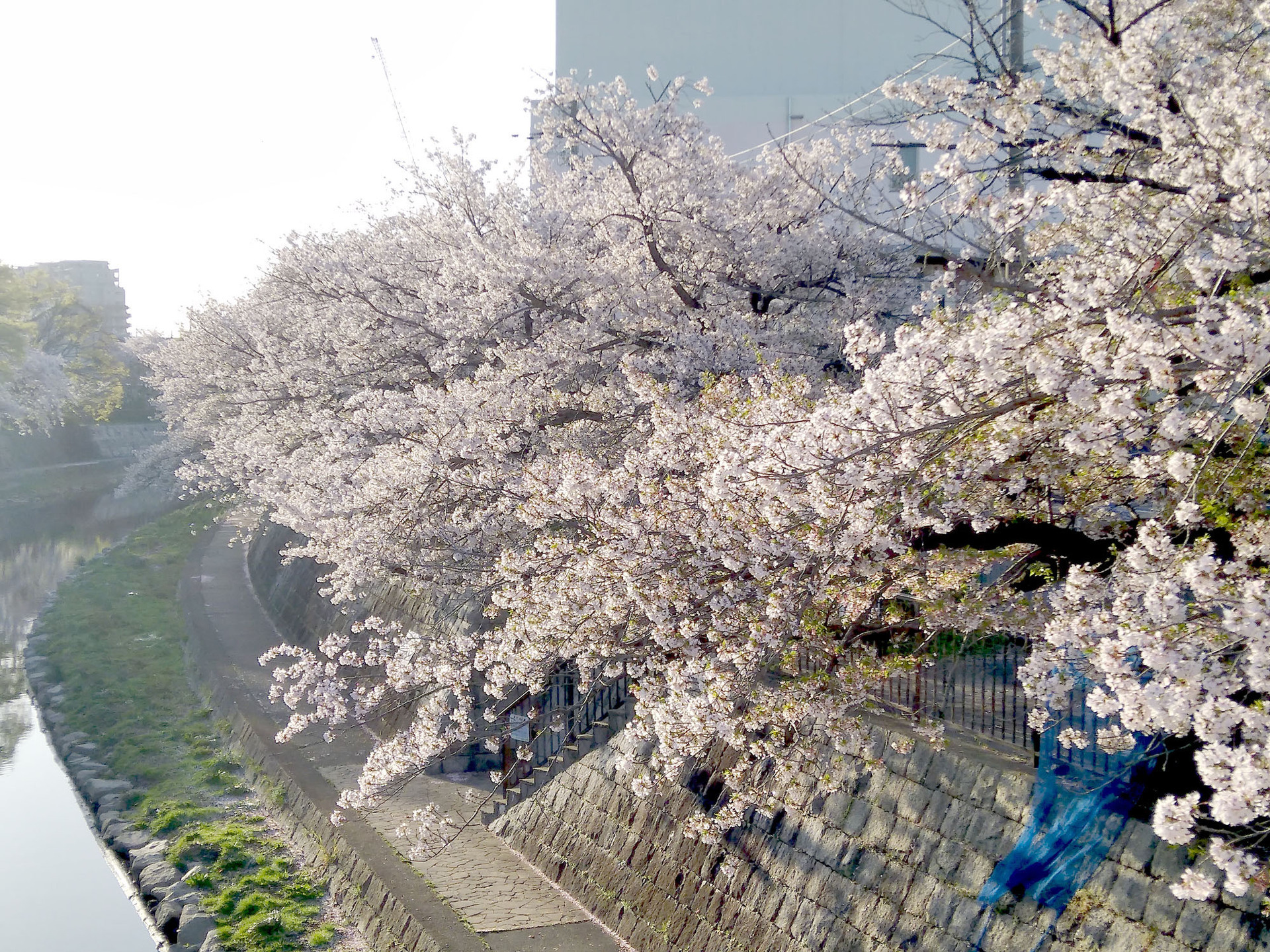 ご近所の桜 LoFi レンズで行こう!