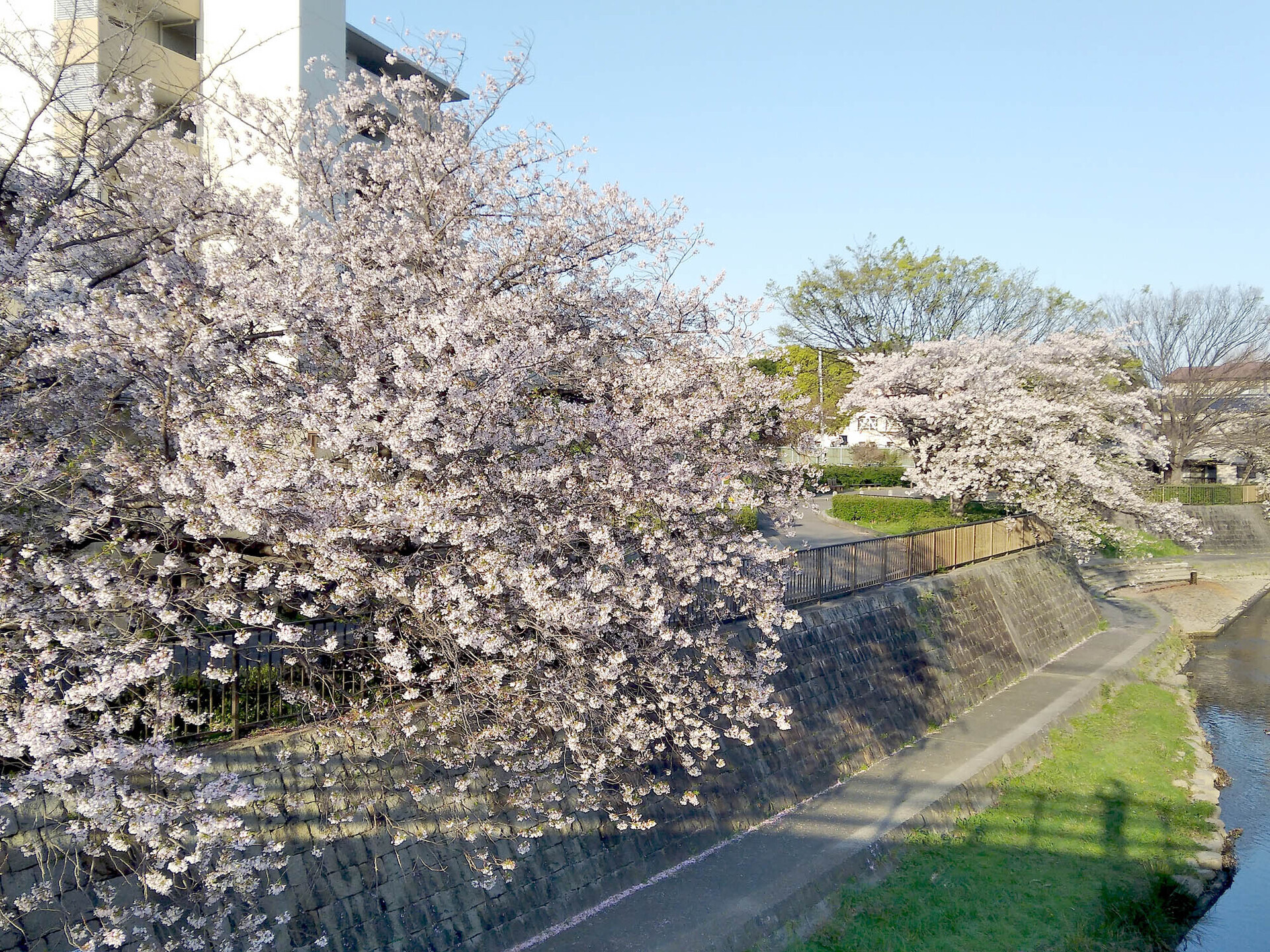 ご近所の桜 LoFi レンズで行こう!