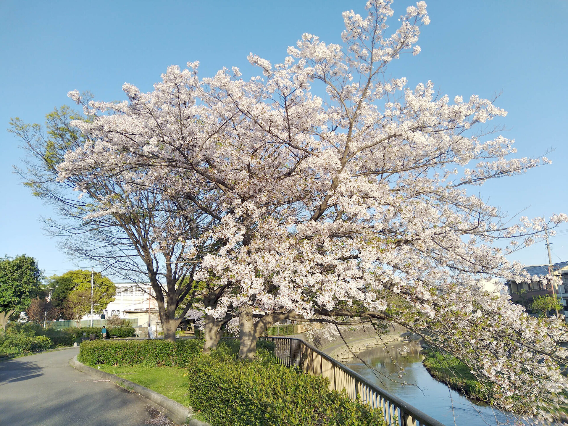 ご近所の桜 LoFi レンズで行こう!