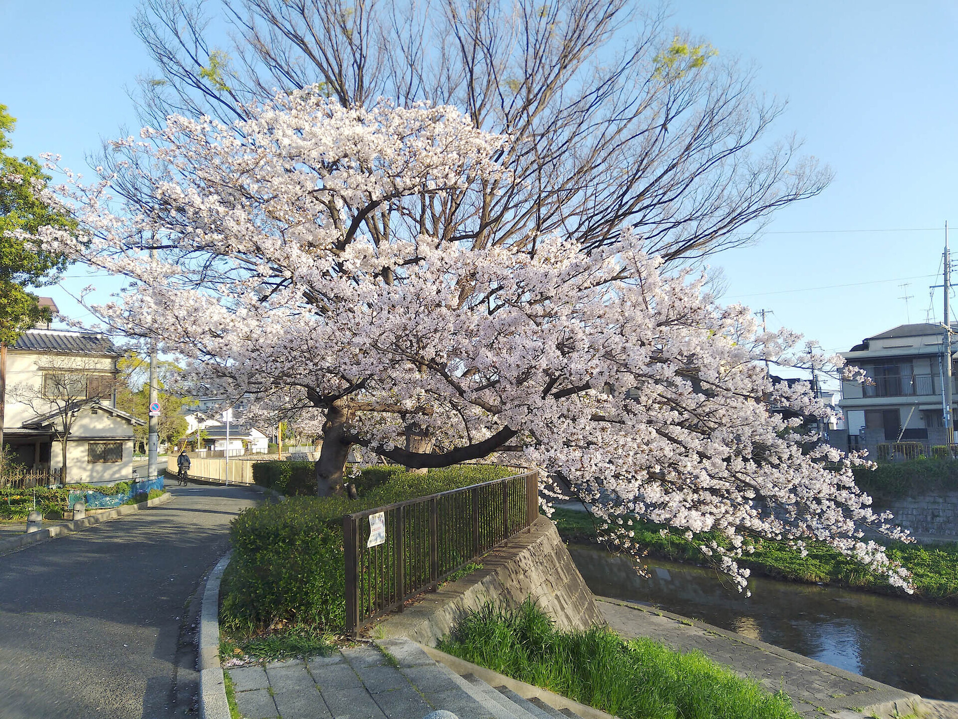 ご近所の桜 LoFi レンズで行こう!