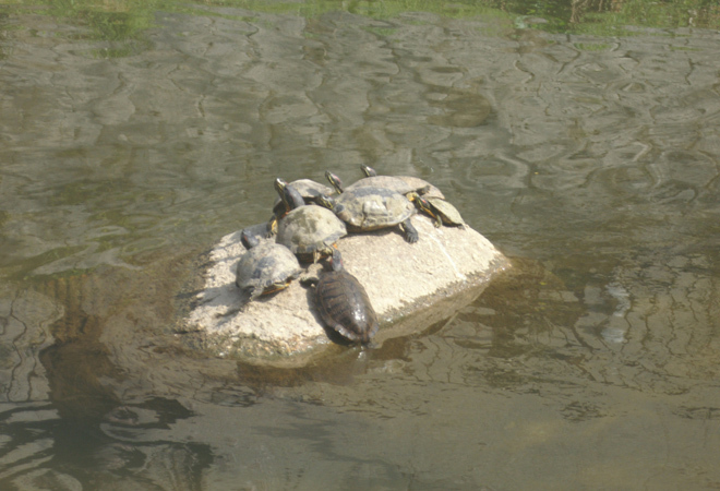 PICT0031.JPG
