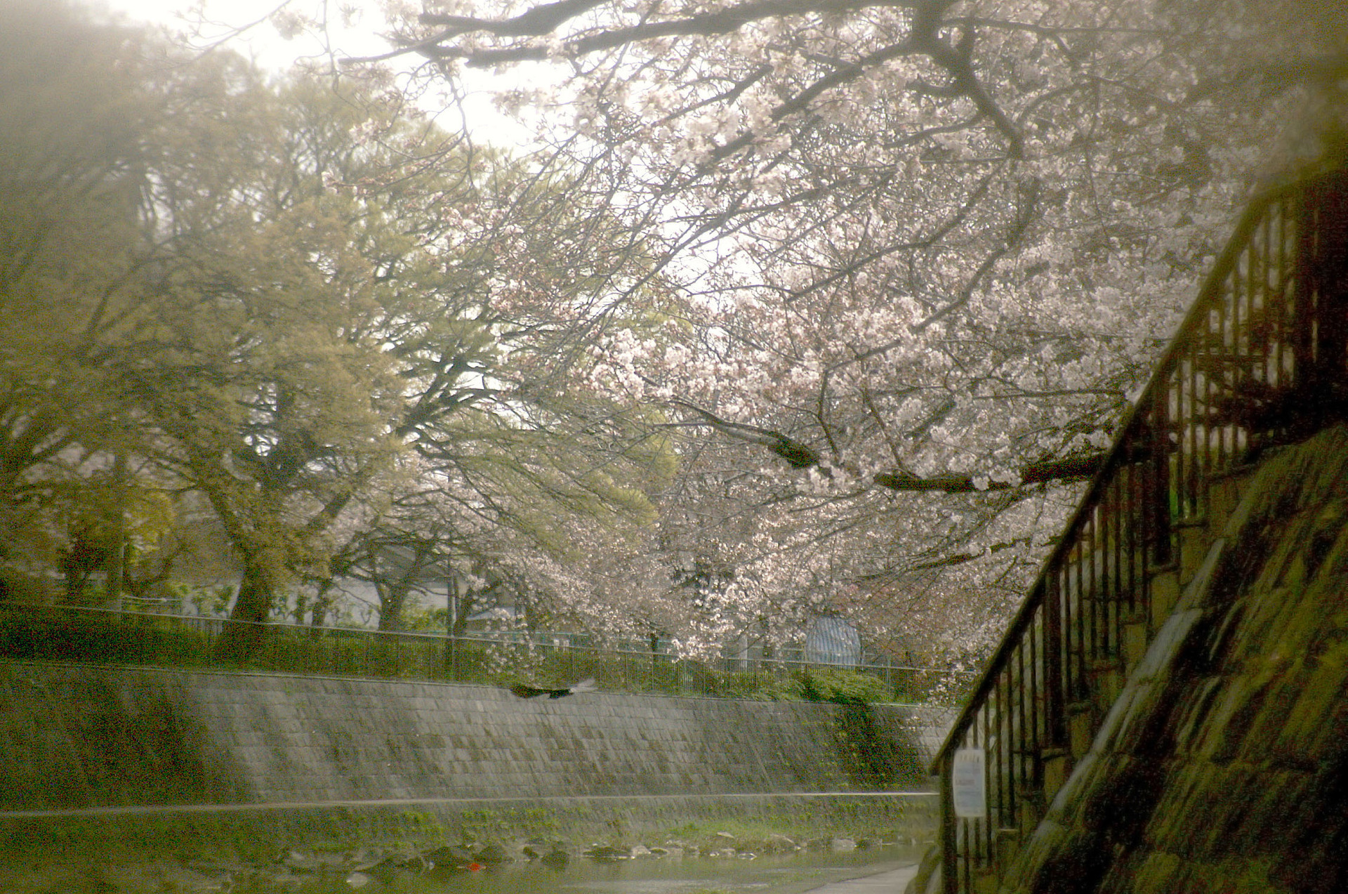 ご近所の桜 LoFi レンズで行こう!
