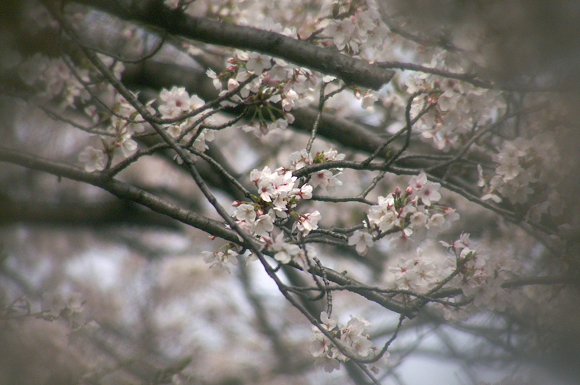 ご近所の桜 LoFi レンズで行こう!