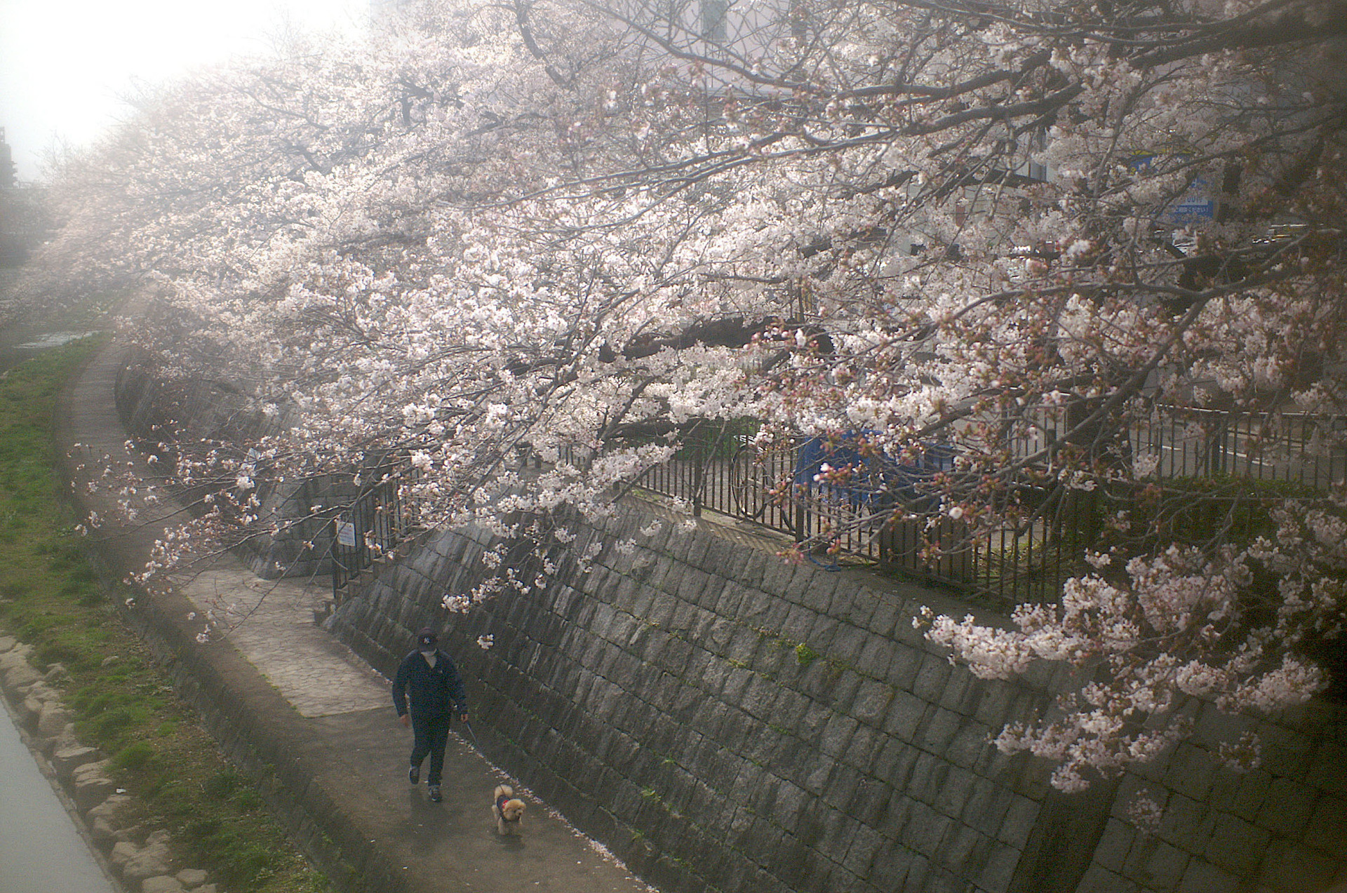 ご近所の桜 LoFi レンズで行こう!