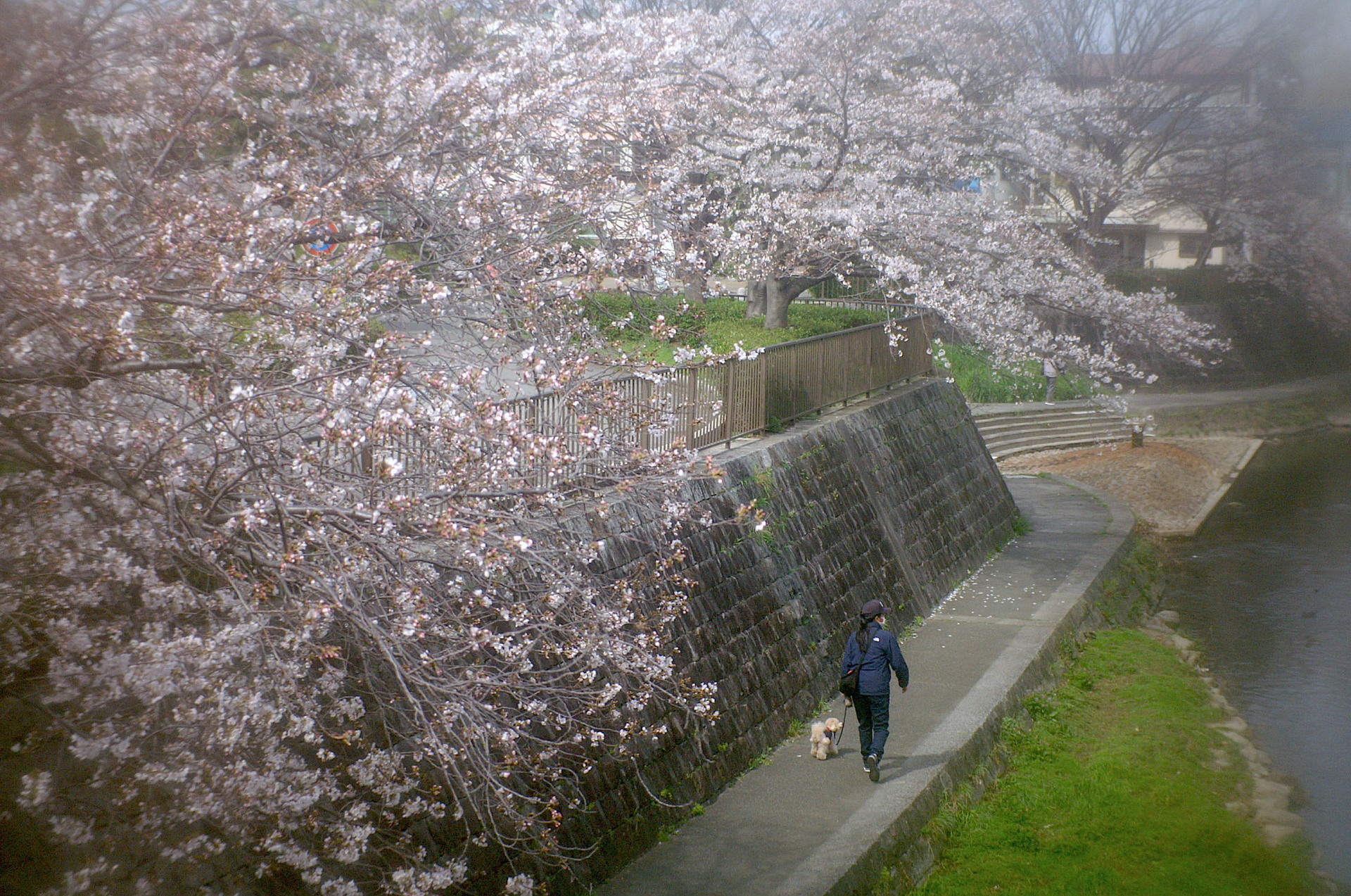 ご近所の桜 LoFi レンズで行こう!