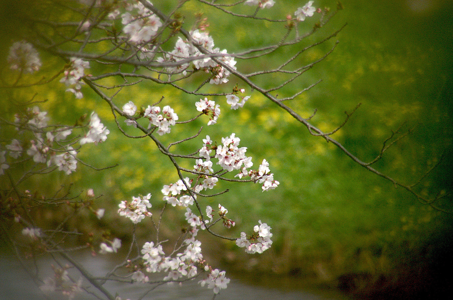 ご近所の桜 LoFi レンズで行こう!