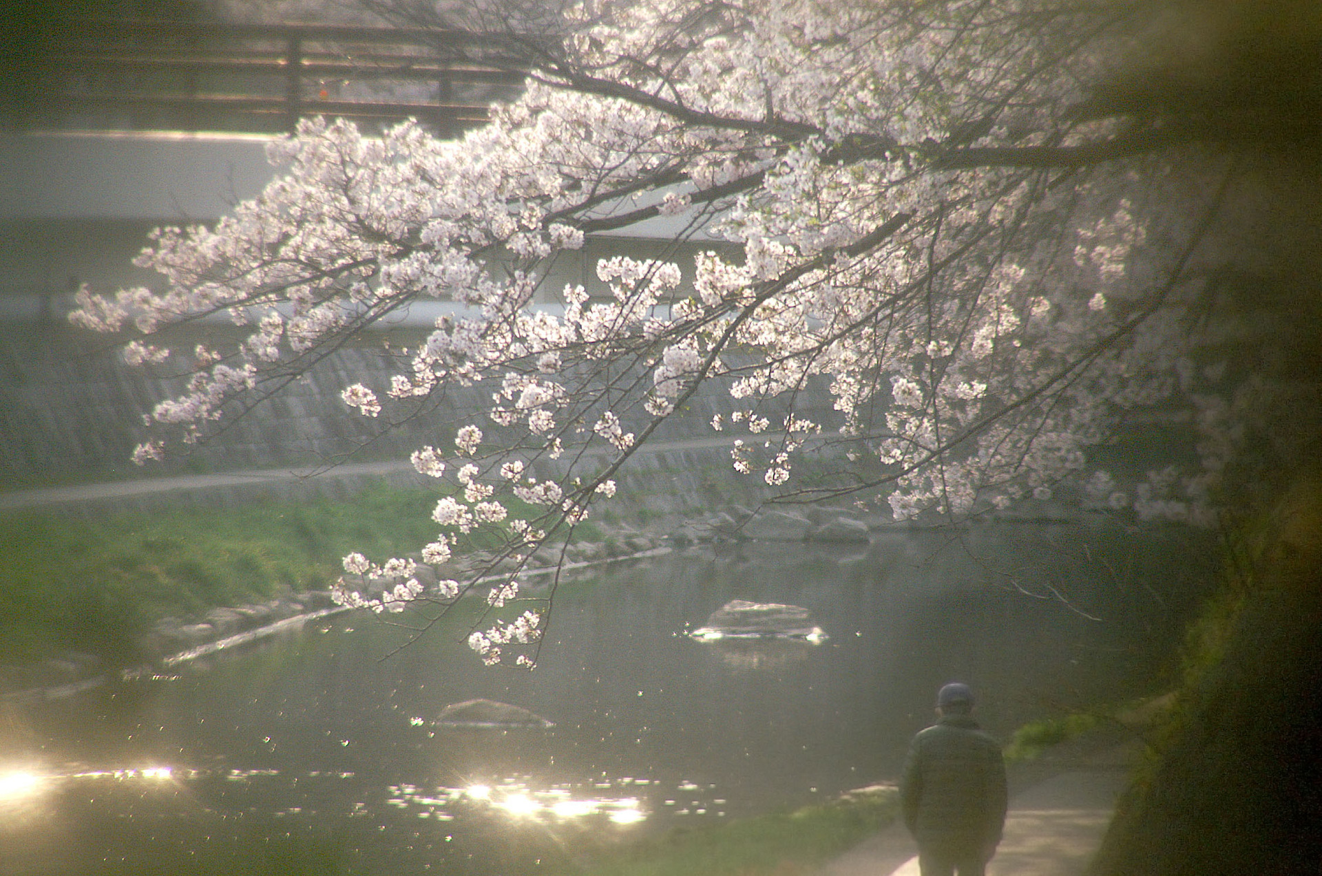ご近所の桜 LoFi レンズで行こう!