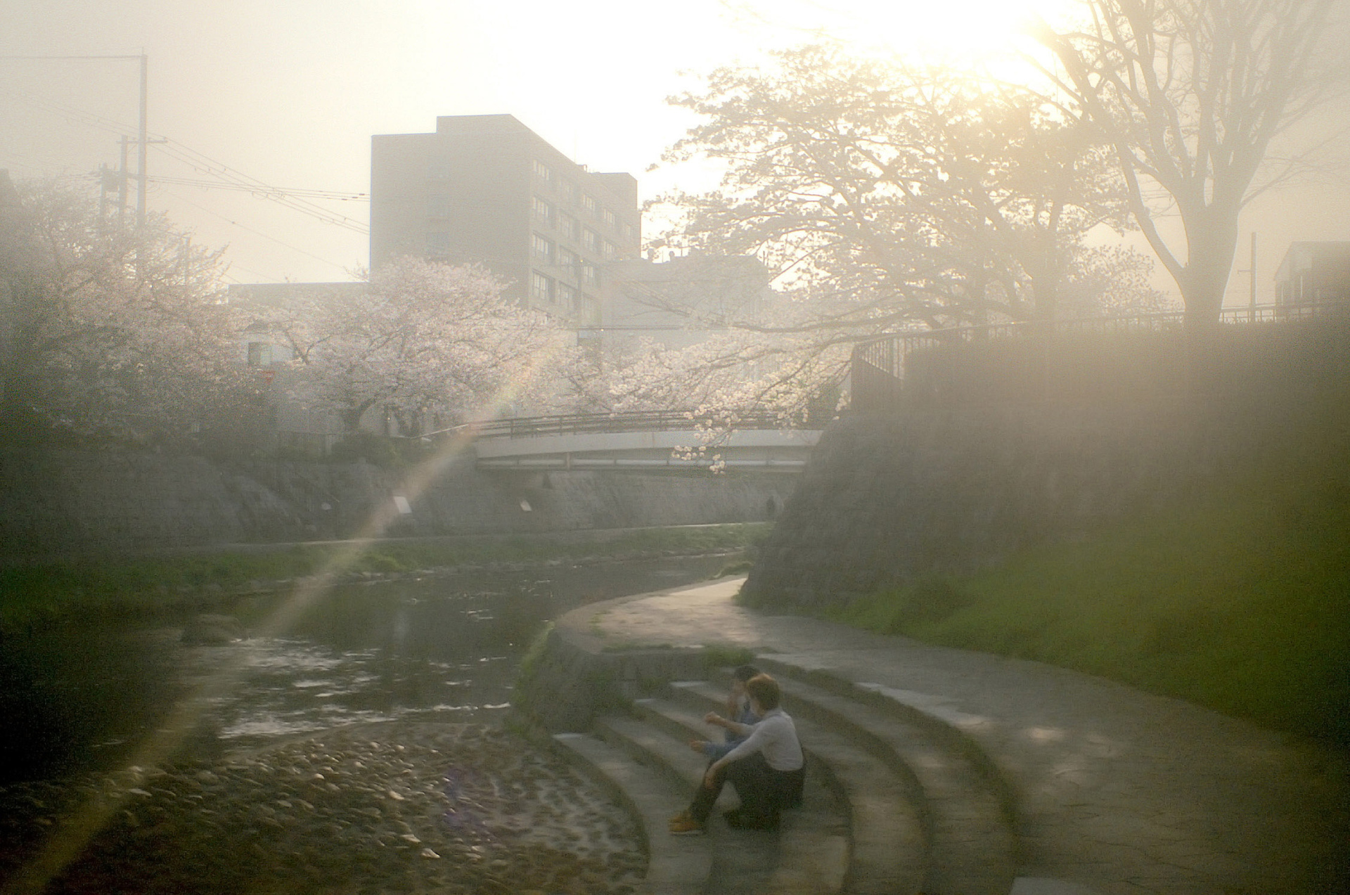 ご近所の桜 LoFi レンズで行こう!