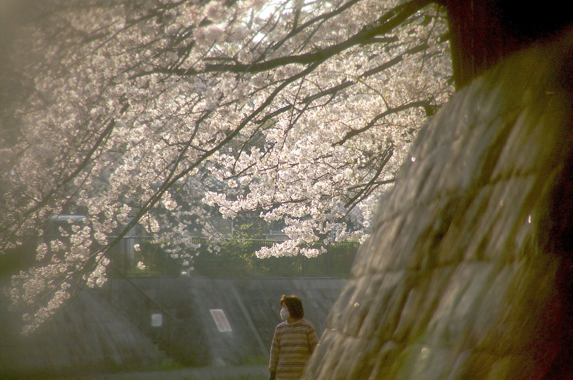 ご近所の桜 LoFi レンズで行こう!