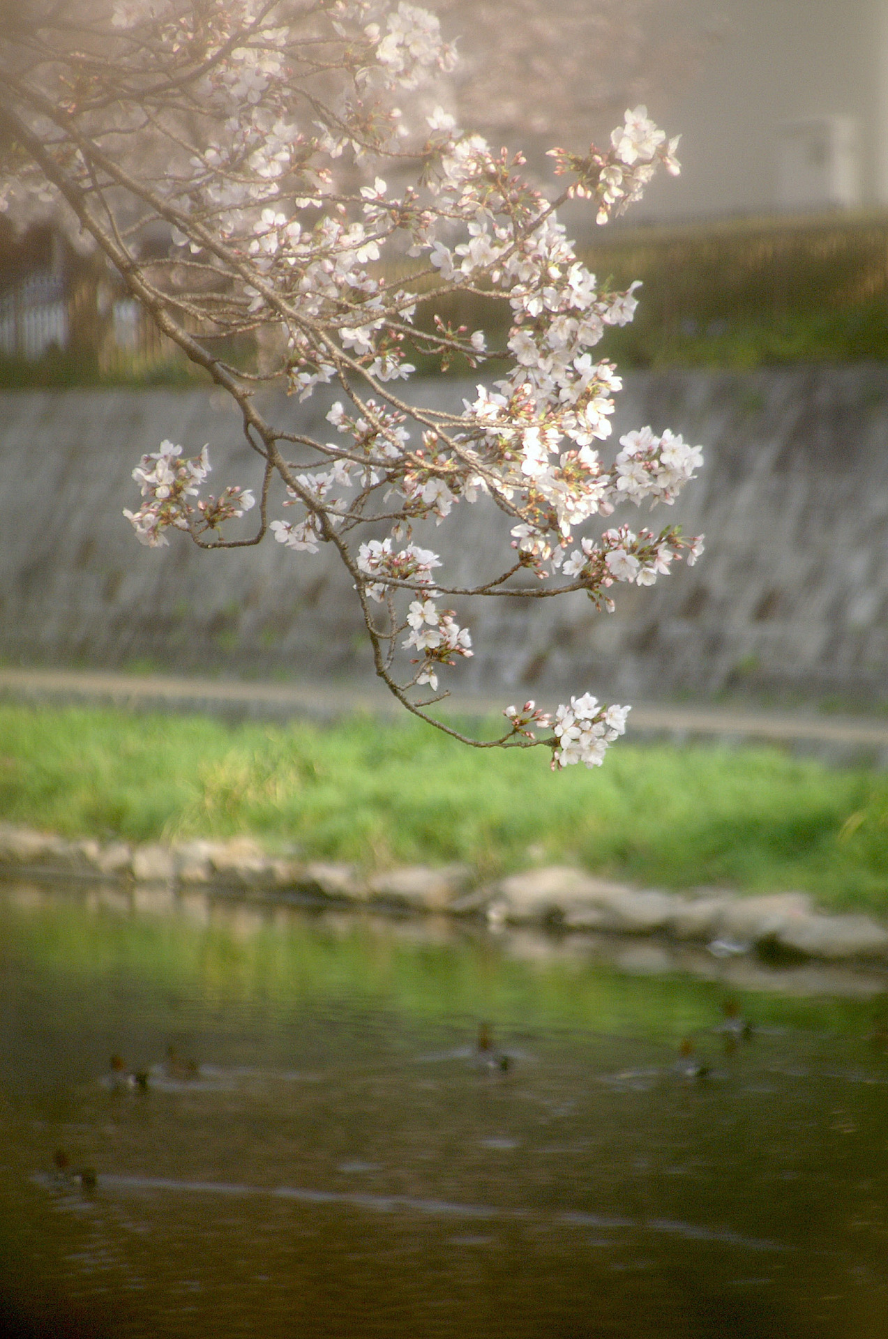 ご近所の桜 LoFi レンズで行こう!