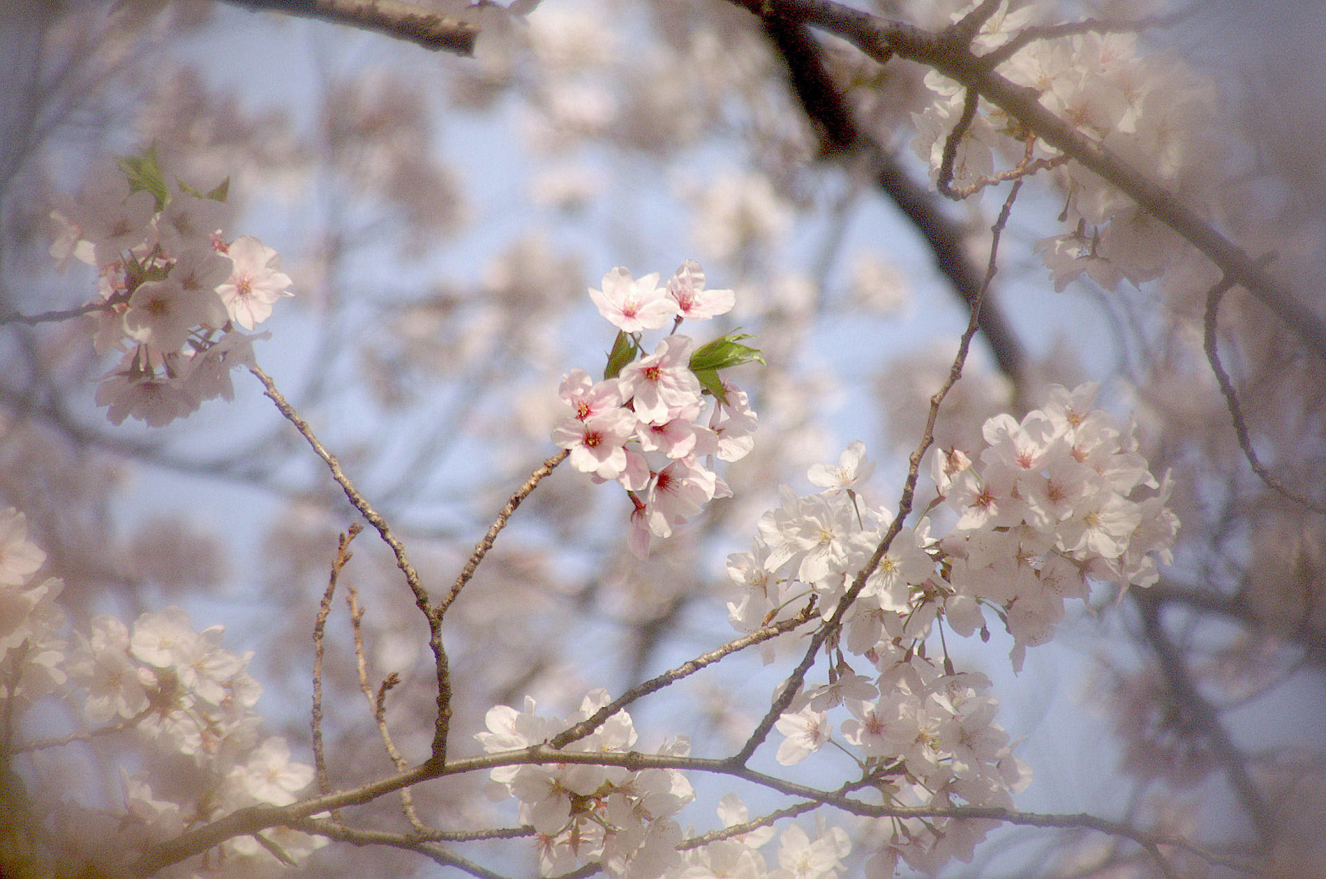 ご近所の桜 LoFi レンズで行こう!