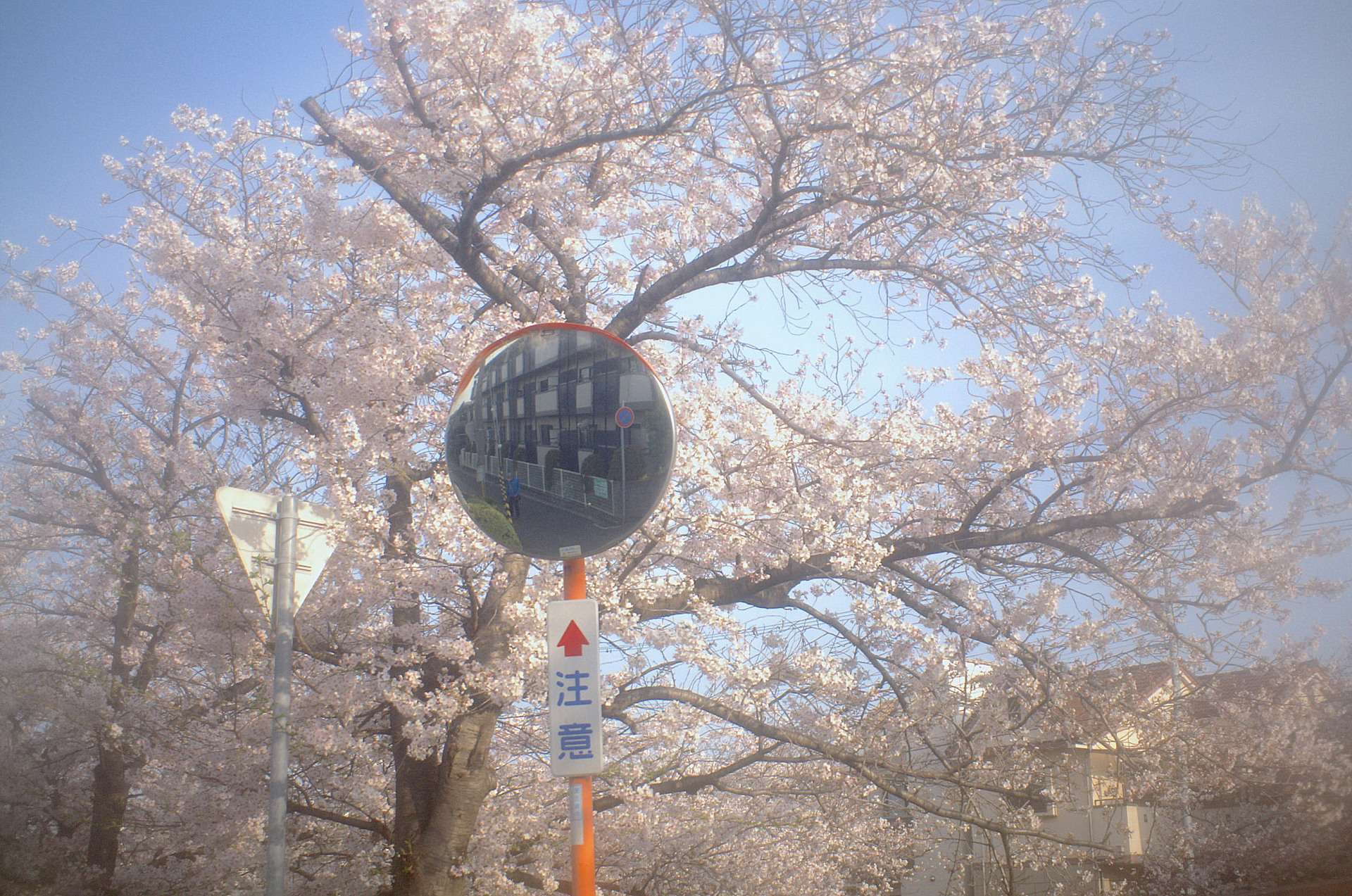 ご近所の桜 LoFi レンズで行こう!