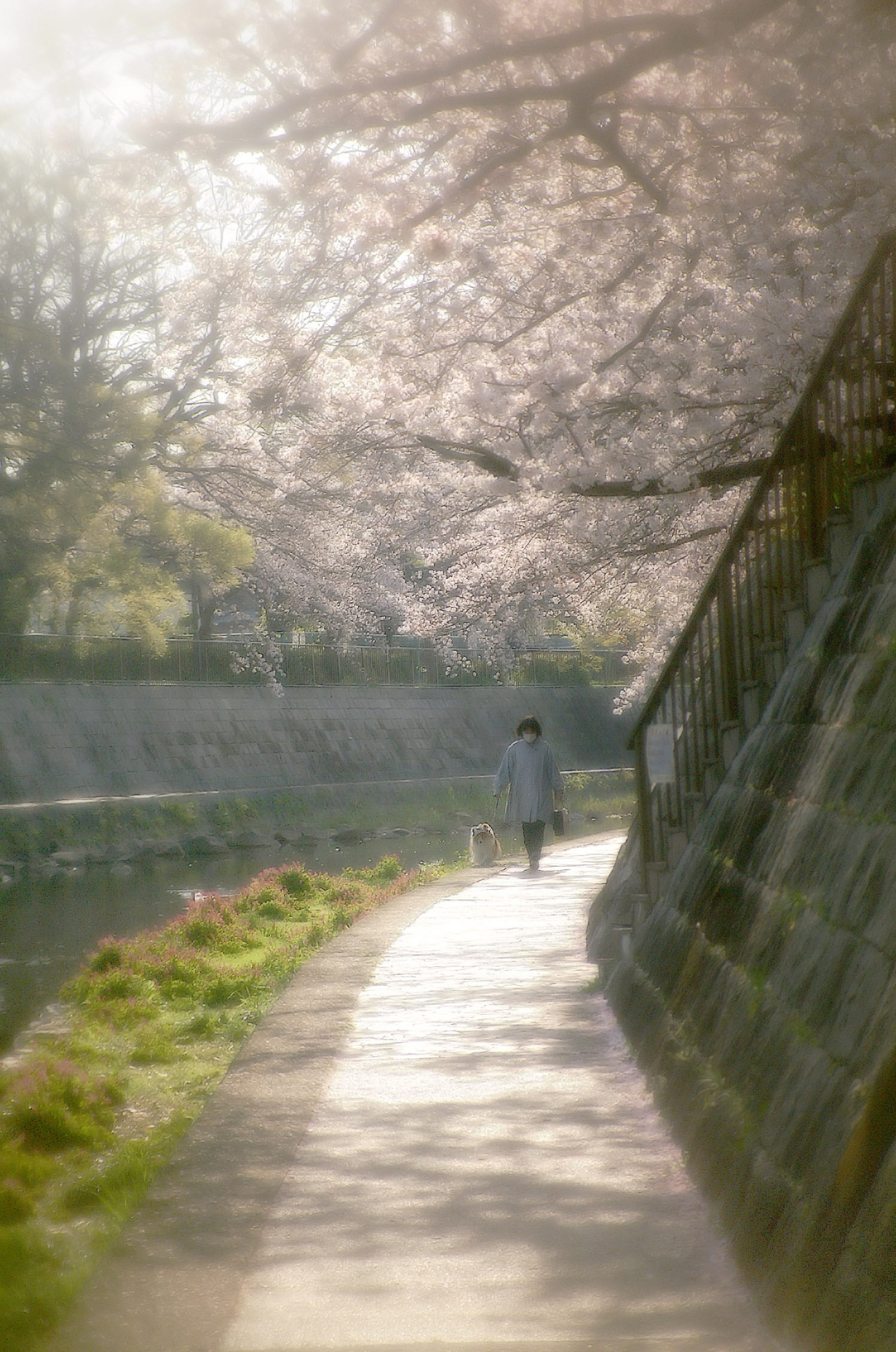 LoFi レンズで行こう!