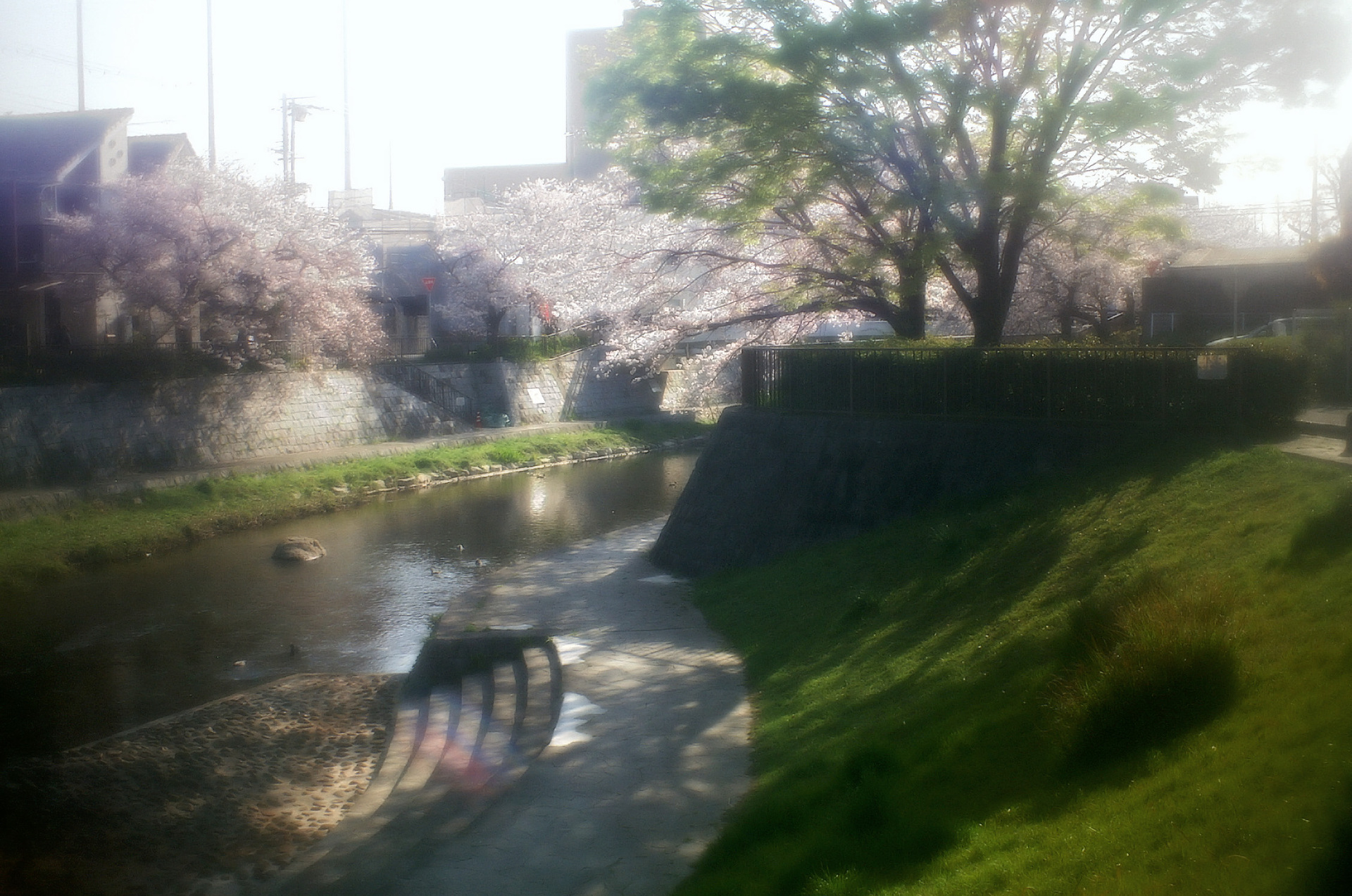 LoFi レンズで行こう!