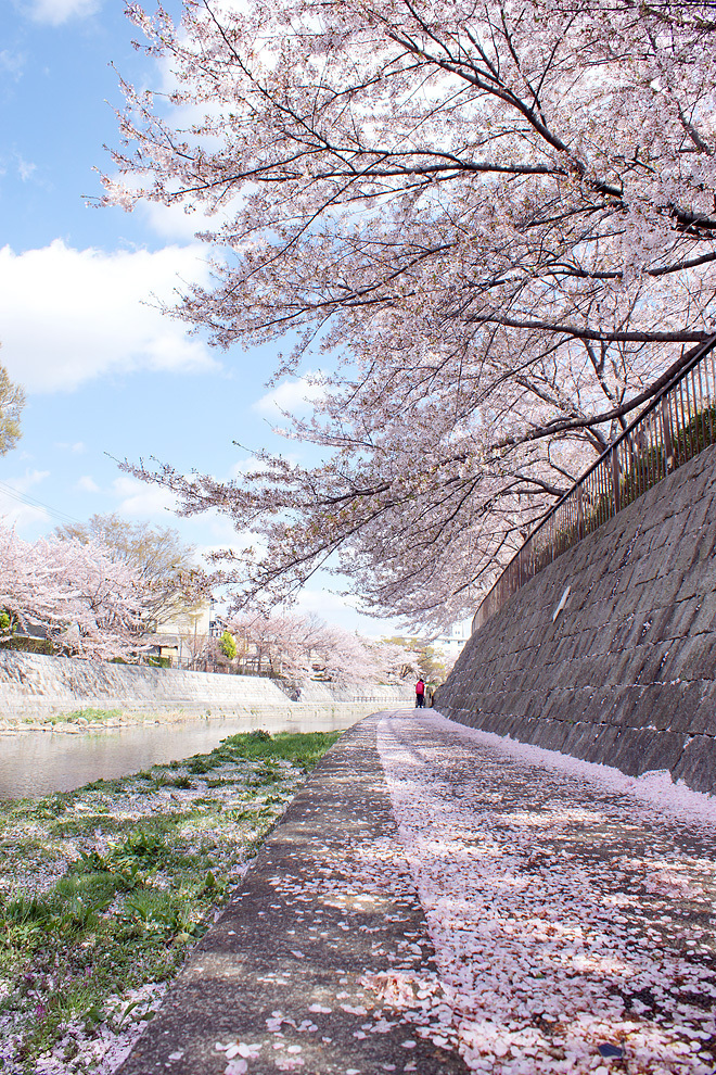 SAKURA_0414-2.JPG