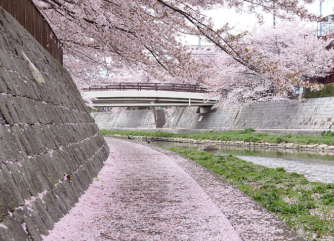 SAKURA_0414-3.JPG
