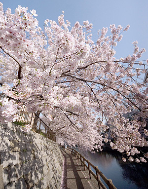 ご近所の桜